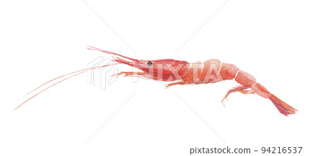 Shrimp 94216537