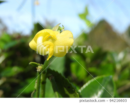 攀援生長在灌木叢中的小豆“Yabutsuru adzuki” 94216603