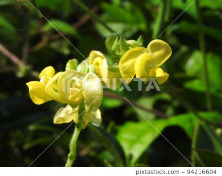 攀援生長在灌木叢中的小豆“Yabutsuru adzuki” 94216604