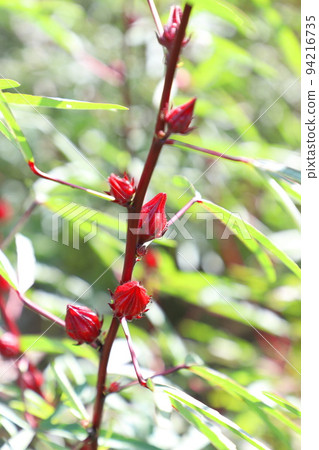 Hibiscus roselle red fruit 94216735