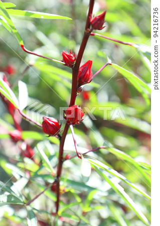 Hibiscus roselle red fruit 94216736
