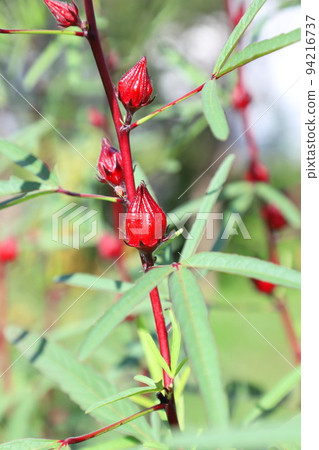 Hibiscus roselle red fruit 94216737