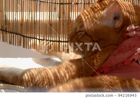 一隻貓在百葉窗前打盹 一隻貓在百葉窗前打盹 94216943