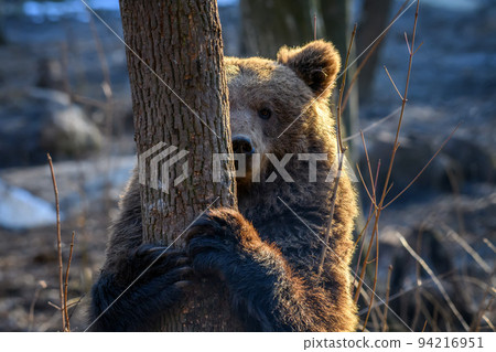 Wild Brown Bear (Ursus Arctos) in the autumn forest. Animal in natural habitat 94216951