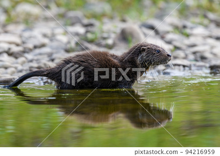 Lutra in nature habitat. Portrait of water predator. Wildlife scene 94216959