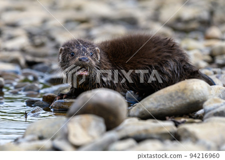 Lutra in nature habitat. Portrait of water predator. Wildlife scene 94216960