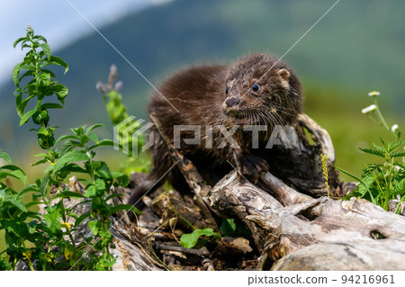 Lutra in nature habitat. Portrait of water predator. Wildlife scene 94216961