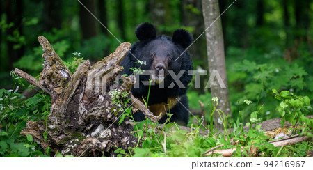 Close Asiatic black bear in summer forest. Wildlife scene from nature 94216967