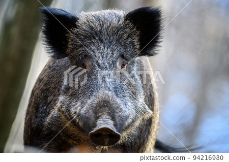 Male Wild boar in autumn forest. Wildlife scene from nature 94216980