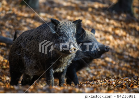 Two wild boar in autumn forest. Wildlife scene from nature 94216981