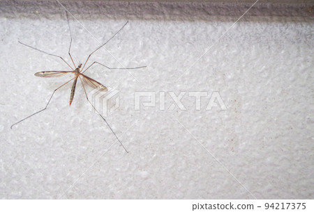 Close-up of a dragonfly Close-up of a dragonfly 94217375