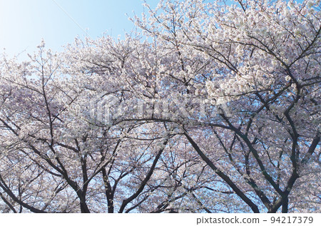 Blue sky and cherry blossoms in full bloom 94217379