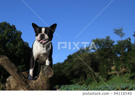Mighty the Boston Terrier climbs a tree in Aigo no Sato, Hatoyama, which was selected as the happiest town in Japan in 2022. Mighty the Boston Terrier climbs a tree in Aigo no Sato, Hatoyama, which was selected as the happiest town in Japan in 2022. 94218540