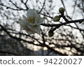 梅花 94220027