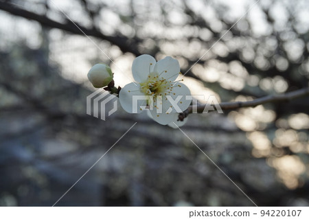 梅花 94220107