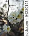 梅花 94220193