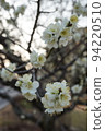 梅花 94220510