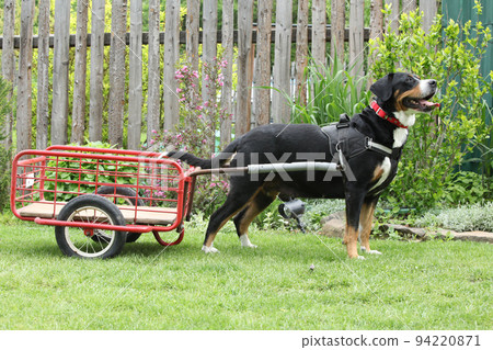 Bitch of Greater Swiss Mountain Dog Bitch of Greater Swiss Mountain Dog 94220871