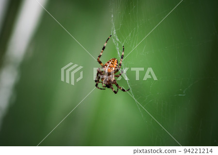 European garden spider is on a web European garden spider is on a web 94221214