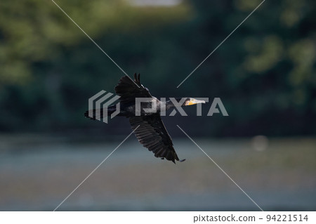 大鸕鶿 / Flight_10 94221514