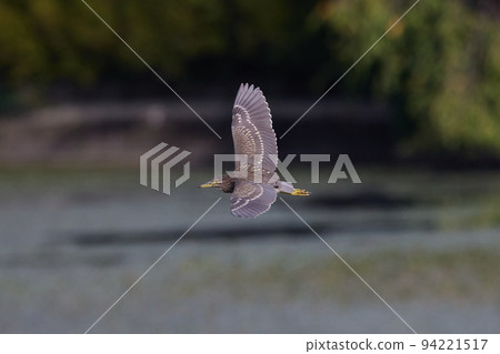 飛夜鷺 / 少年夜鷺_11 飛夜鷺 / 少年夜鷺_11 94221517