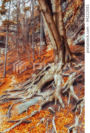 Colorful autumn leaves from trees in the deciduous forest 94222081