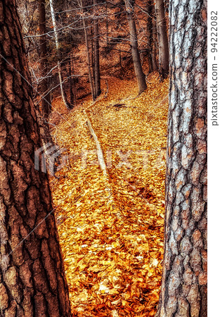 Colorful autumn leaves from trees on moutain path in the deciduous forest Colorful autumn leaves from trees on moutain path in the deciduous forest 94222082