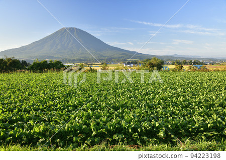 拍攝北海道俱知安初秋收穫的甜菜田和羊蹄山 94223198