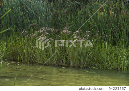 a reeds on the river water a reeds on the river water 94223367