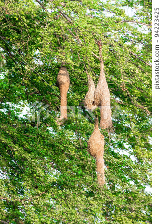 Several finch bird nest on a tree 94223425