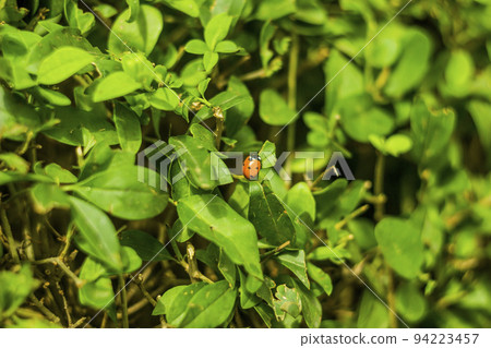 ladybug crawling on the leaves of green bush 94223457