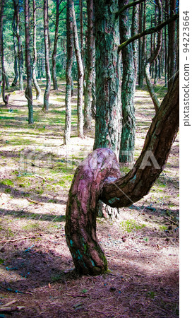 Dancing forest, Curonian spit, Russia Dancing forest, Curonian spit, Russia 94223664