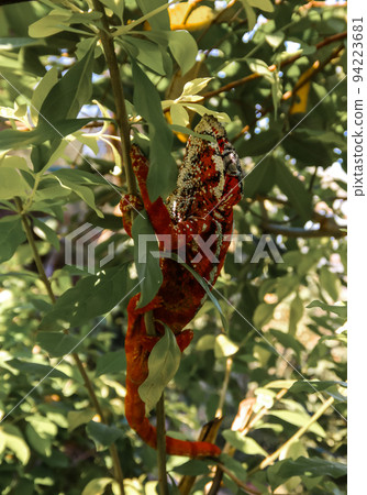 portrait of panther chameleon aka Furcifer pardalis in Andasibe-Mantadia National Park, Madagascar 94223681