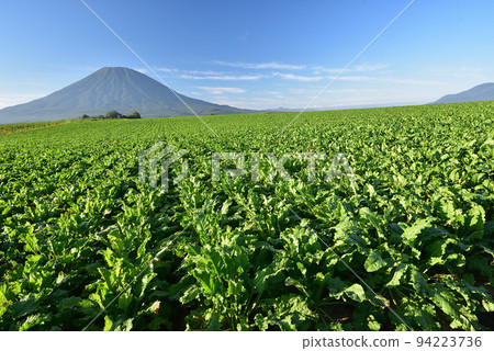 拍攝北海道俱知安初秋收穫的甜菜田和羊蹄山 94223736