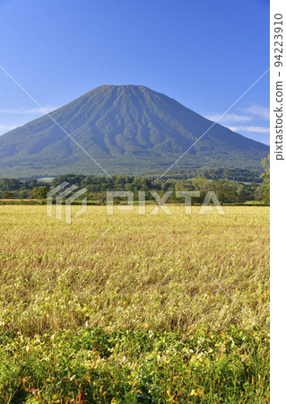 在北海道俱知安拍攝初秋的紅豆田和羊蹄山的景色 在北海道俱知安拍攝初秋的紅豆田和羊蹄山的景色 94223910