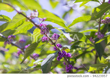 小村崎 1 94223957