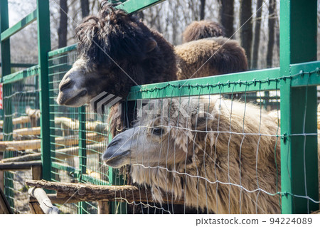 a heads of camels (camelus bactrianus) 94224089