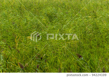 background of green reed marshland 94224109