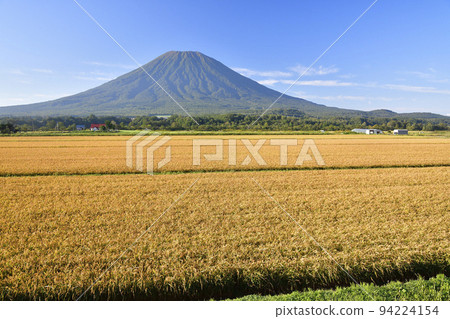 Photographing the scenery of rice fields and Mt. Yotei in early autumn in Kutchan, Hokkaido Photographing the scenery of rice fields and Mt. Yotei in early autumn in Kutchan, Hokkaido 94224154