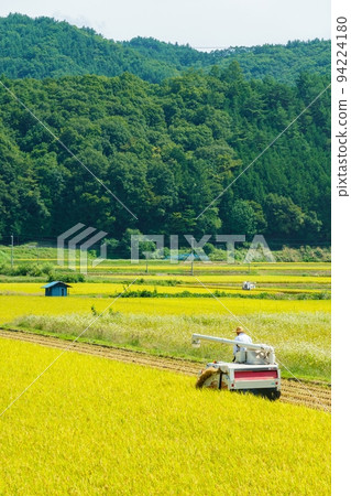 Rice reaping 94224180