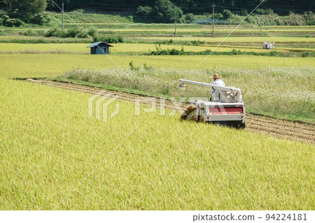 Rice reaping 94224181