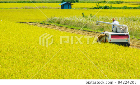 Rice reaping 94224203