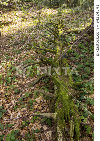 a fallen trunk of spruse tree covered with moss in deep forest 94224341