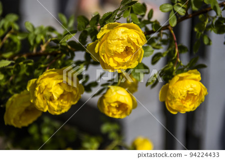 blossoming yellow roses 94224433