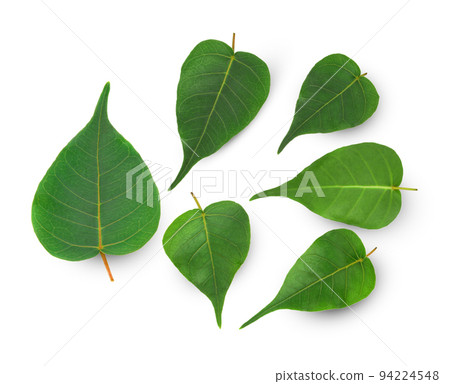 Pho leaf isolated on white background. (Pho leaf, bo leaf) Pho leaf isolated on white background. (Pho leaf, bo leaf) 94224548