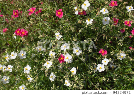 Sunflower, Helianthemum hybrid  (Helianthemum sp.), pink and white flowering, flower, perennial plant, perennial 94224971