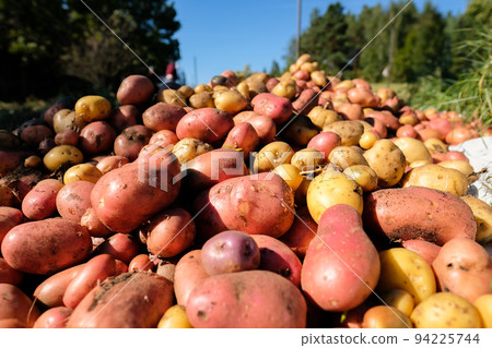 New potatoes, fresh harvested from the field. Defocused New potatoes, fresh harvested from the field. Defocused 94225744