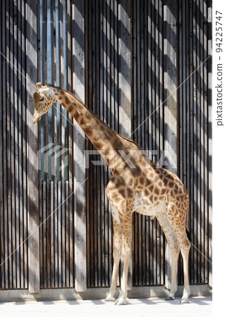 Sad giraffe at the park of Tete d'or in Lyon, France 94225747