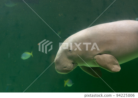 Dugong swimming 94225806