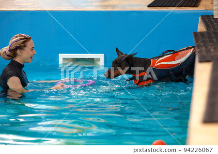 Dog trainer at the swimming pool, teaching the dog to swim. Dog trainer at the swimming pool, teaching the dog to swim. 94226067